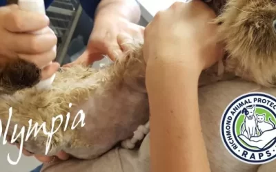 A happy survivor