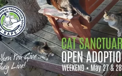 Spring Open Adoption Weekend