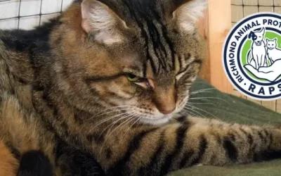 Retirement Living at the Cat Sanctuary
