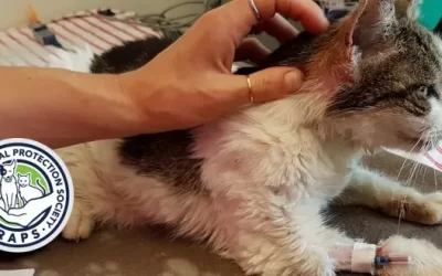 BREAKING: RAPS gets financing for Animal Hospital