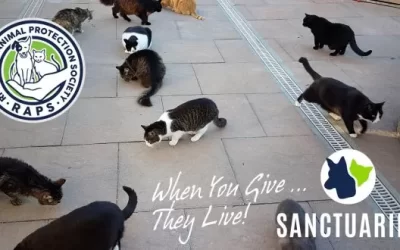 The RAPS Cat Sanctuary: A unique model￼￼