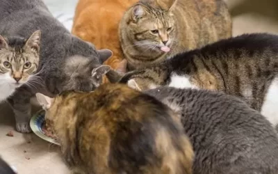 Our no-kill commitment … Your support makes it possible