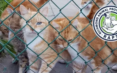 Report from the Cat Sanctuary