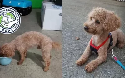 RAPS caring for dog cruelly abandoned in suitcase