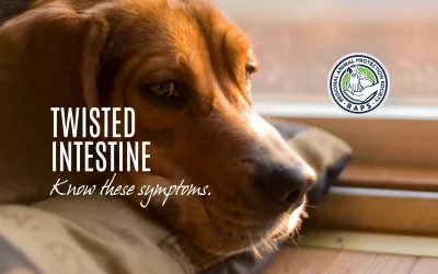 Know the symptoms of twisted intestine