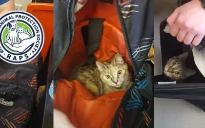 A Tale of Two Kitties
