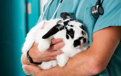 What’s up, doc?
