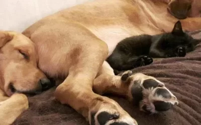 Tip Tuesday: Introducing a cat to a dog’s home