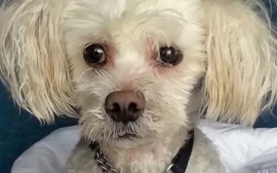 Meet Sparkie