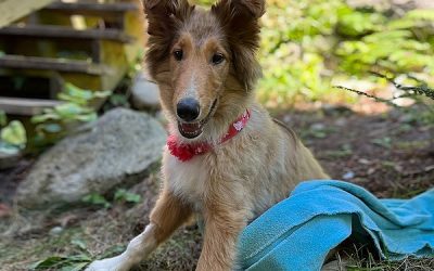 Lassie Needs Help!
