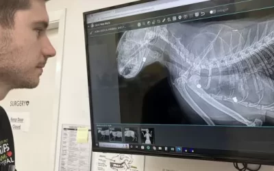 Extended feline fam comes to RAPS – some with bullets in them