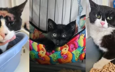 Urgent Rescue Underway
