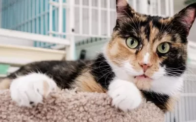 Lyla’s Looking for a Forever Family