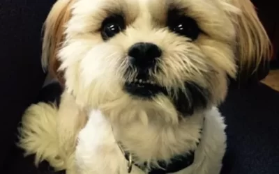 Cooper