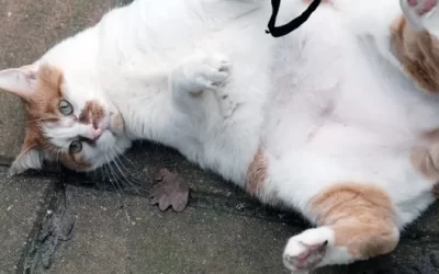 Dango has a problem. Can you help?