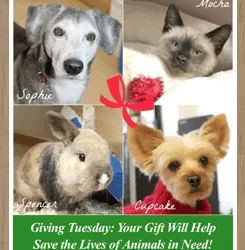 December 2015 e-News