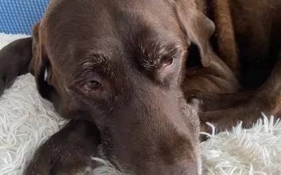 At-Home Euthanasia is Now an Option