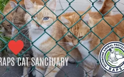 Sanctuary is at the heart of the “RAPS Model”