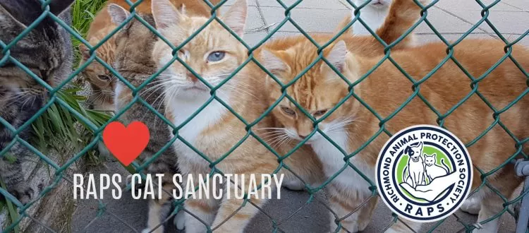 RAPS-CatSanctuary-060617-WEB-750×330.jpg