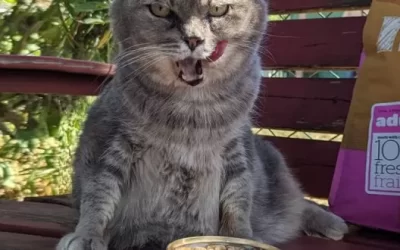 Willow Likes People – and Soft Food