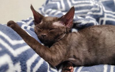 Cat dumped at dog park