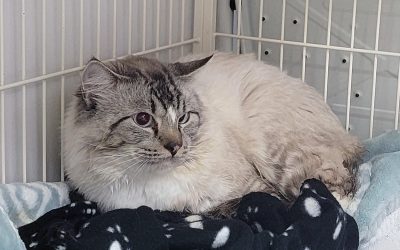 Cat Found tied to post in Richmond