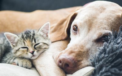 B.C. leads the country in animal rights