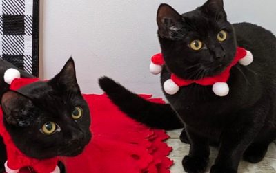 Dusty and Lucky Need a Home