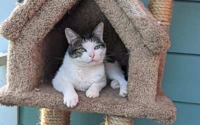William Shakes-purr Needs Your Help!