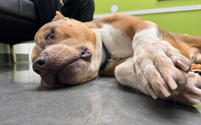 Urgent Appeal: River Needs Double Knee Surgery