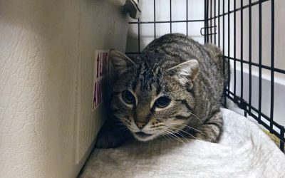 Sweet Pea Needs Your Help