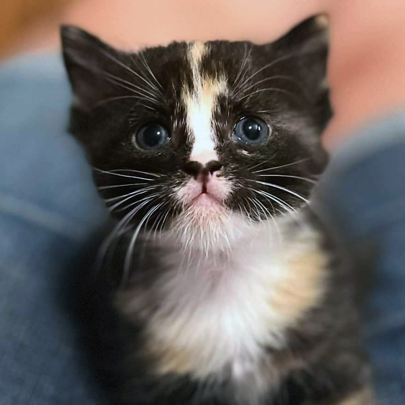Adoptable animals at the RAPS Adoption & Education Centre in Richmond, BC