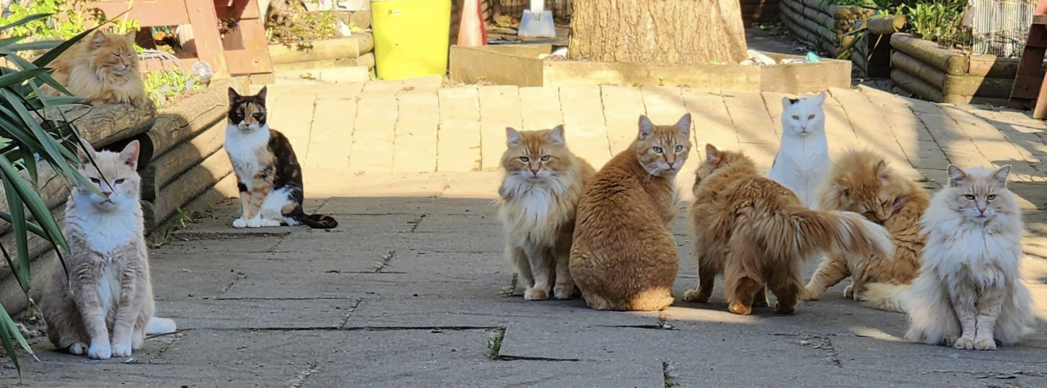 Cats relaxing outdoors at the RAPS Cat Sanctuary in Richmond, BC