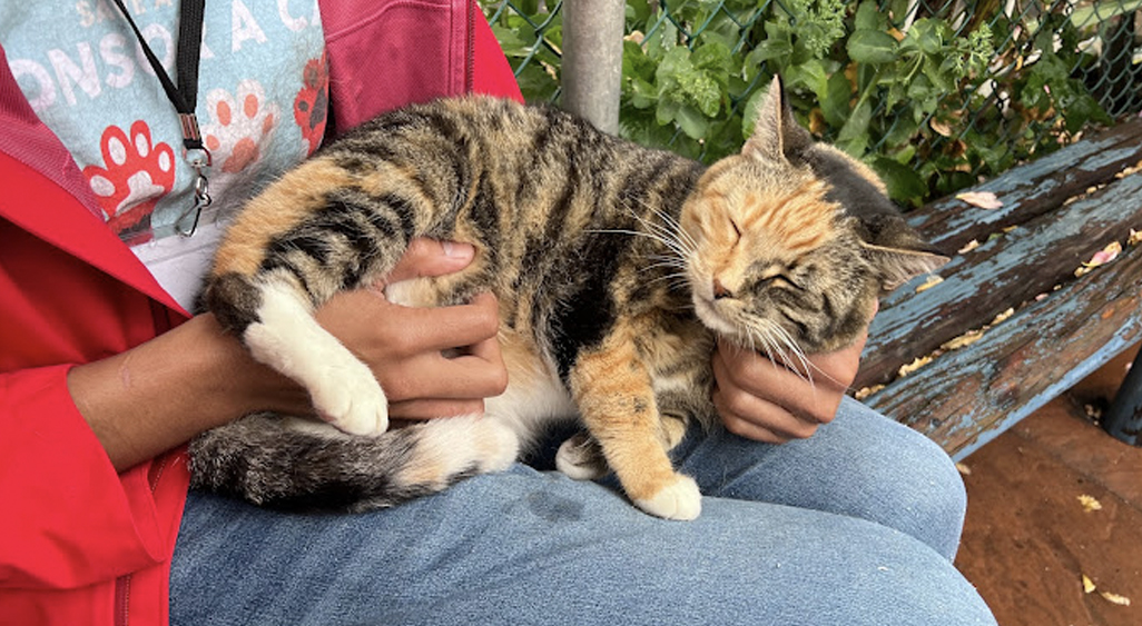 Volunteer at the RAPS Cat Sanctuary