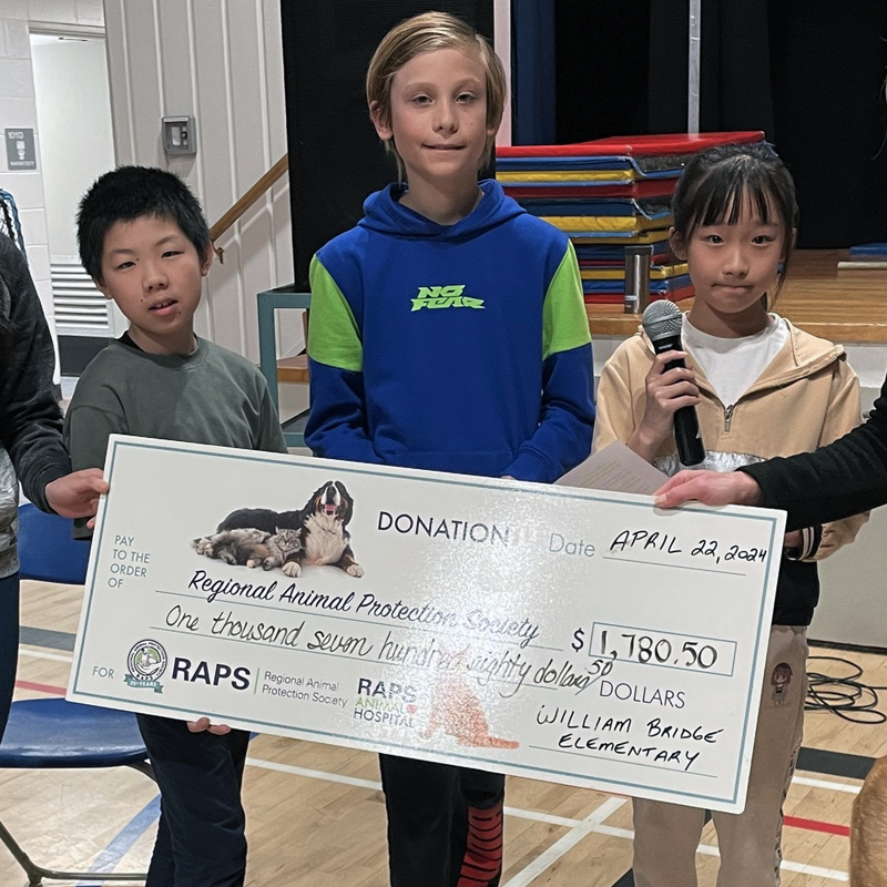 Rescue cat sanctuary supported by donations to RAPS