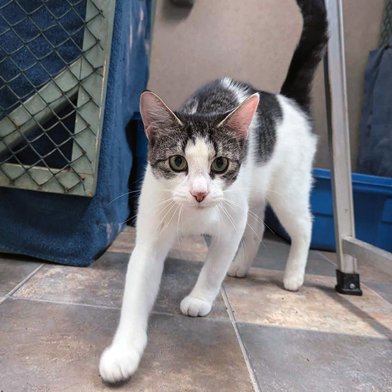 RAPS foster caregiver providing temporary care for a rescue animal