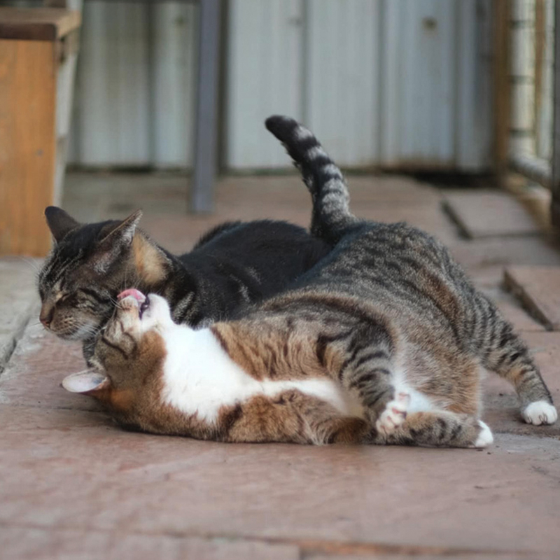 Cats receiving lifelong care at the RAPS Cat Sanctuary in Richmond, BC
