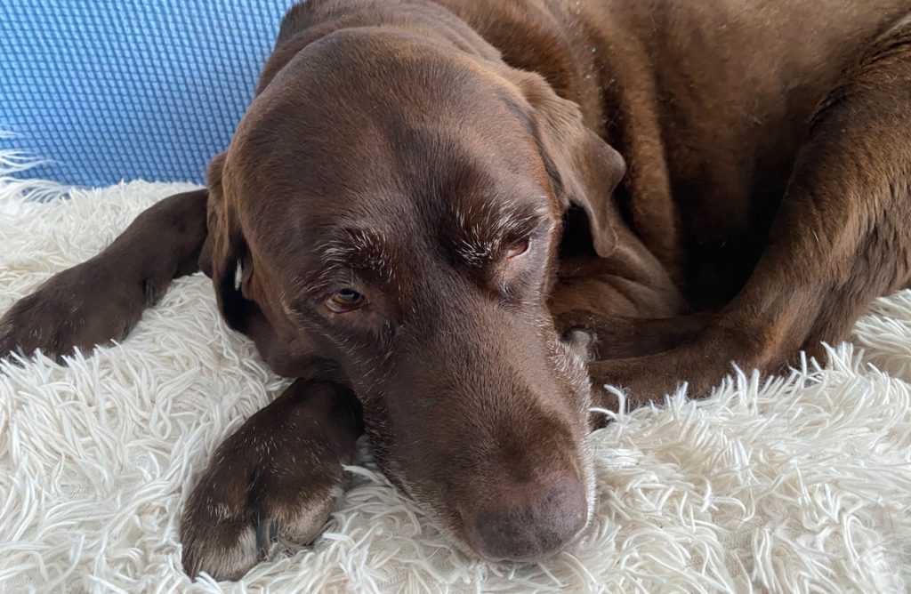 at-home euthanasia