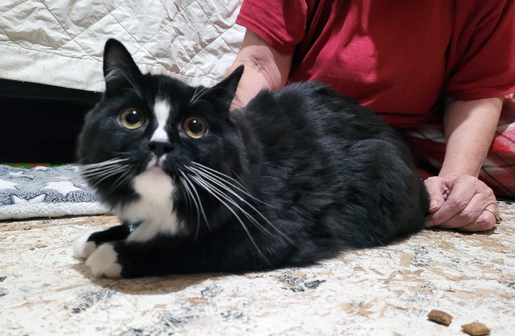 leukemia cat rescue