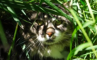 What to do if your pet disappears!