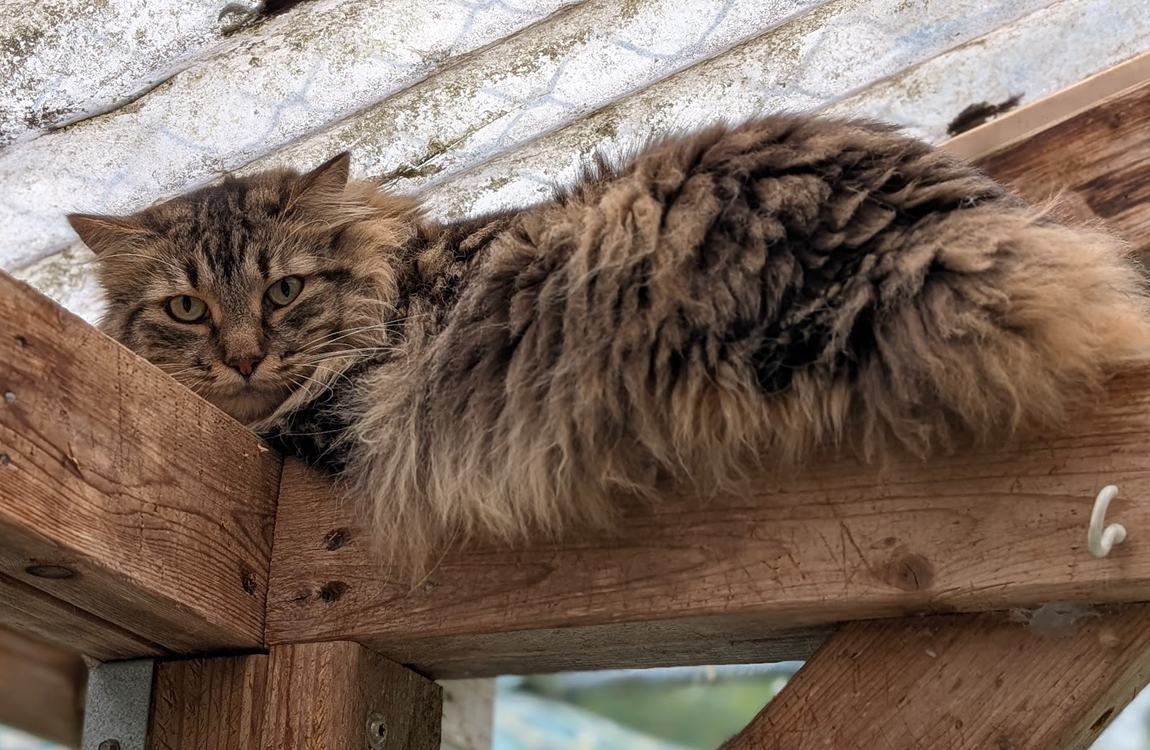 KittyComforter-2