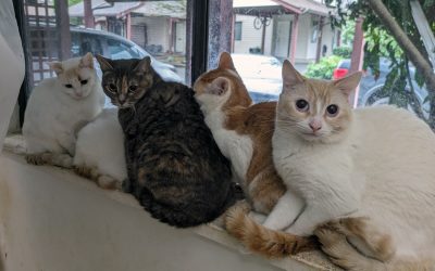 Huge Cat and Kitten Hoarding Rescue Underway