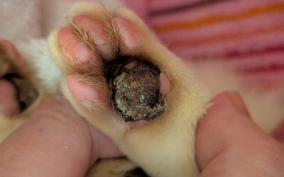 Rescue Becomes Even More Urgent