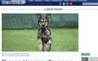Blossom blooming after rescue from neglect