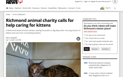 Richmond animal charity calls for help caring for kittens