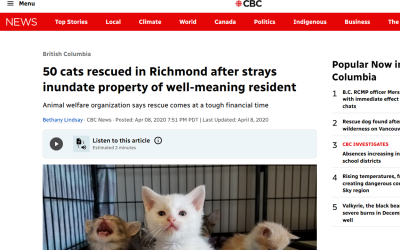 50 cats rescued in Richmond after strays inundate property of well-meaning resident
