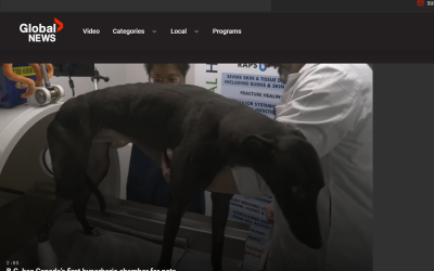B.C. has Canada’s first hyperbaric chamber for pets