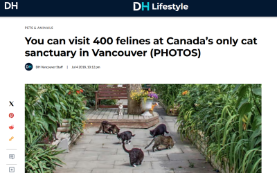 You can visit over 500 felines at Canada’s only cat sanctuary in Vancouver