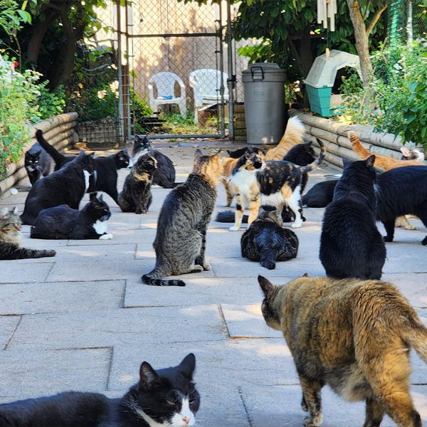 visit-cat-sanctuary