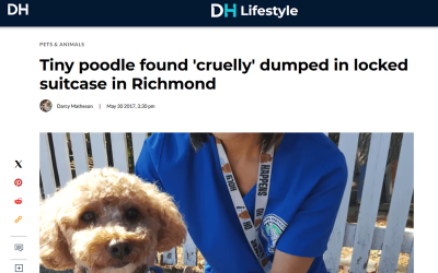 Tiny poodle found ‘cruelly’ dumped in locked suitcase in Richmond